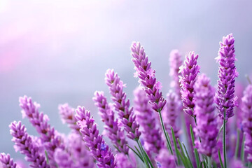 Obraz premium Beautiful Lavender Fields Stretching into the Distance