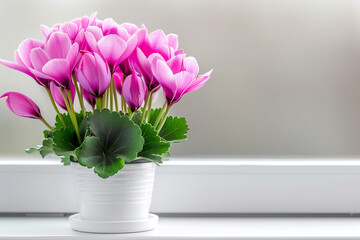Obraz premium Pink Cyclamen Flowers with Heart-shaped Leaves