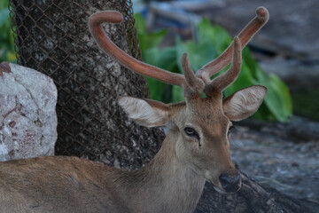 Deer at the Bangkok Open Zoo, Thailand
