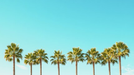 Fototapeta premium Lush Green Palm Trees Against Bright Clear Blue Sky