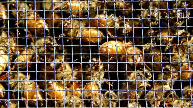 Extreme close up and slow motion bees locked in cage alongside queen before being released into new beehive