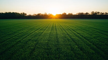 Golden Hour Meadow: A picturesque meadow, bathed in the warm glow of a setting sun, with rows of vibrant green grass stretching towards the horizon.