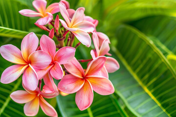 Fototapeta premium Pink Plumeria Flowers in Full Bloom with Lush Green Leaves - Nature's Beauty