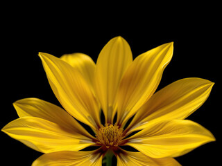 Obraz premium Macro shot of a yellow metallic flower on black backdrop, metal flower, shiny