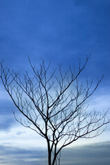 A silhouette shot of a bare tree at dusk