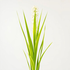 Fototapeta premium Spanish dagger plant with long green leaves and white inflorescences in bloom, botany, evergreen shrub