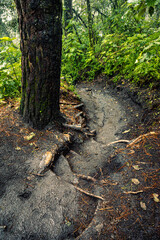 Wild jungle mysterious forest in the mountains in Guatemala during fog