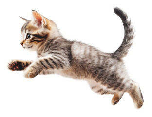 Naklejka premium Cat leaps gracefully onto a high shelf in bright room isolated on transparent background