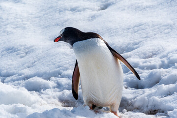 Obraz premium Close-up of a Gentoo Penguin -Pygoscelis papua- walking in a snowy landscape of Trinity Island, on the Antarctic Peninsula