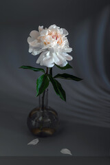 Beautiful white peony close-up on a dark background. Minimalism.