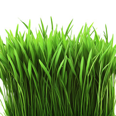 Lush Green Grass Isolated on a Transparent Background