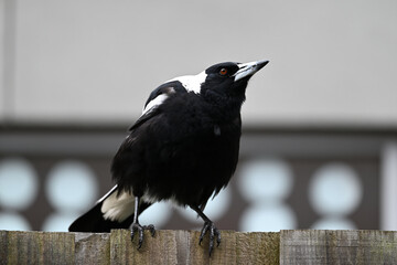 Australian magpie perched atop a wooden fence, as the bird is hunched down and its beak is pointed slightly upwards, with a house in the background
