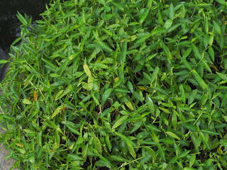 Alligator weed is grown in a cement pot. Small eatable weed. Alternanthera philoxeroides (Mart.) Griseb is an aquatic plant or herbaceous plant with stems above the water surface. Fast-growing weed. 
