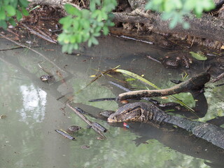 Varanus salvator rests in a dirty pond in a park. Asian Water Monitor likes to be near water, is a good diver and climber. It is active during the day and feeds on both fresh and rotten food.
