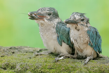 Two young collared kingfishers are preying on crickets on a rock covered with moss. This long and strong beaked bird has the scientific name Todirhamhus chloris.