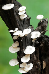 Colonies of white wild mushrooms growing on weathered tree trunks.