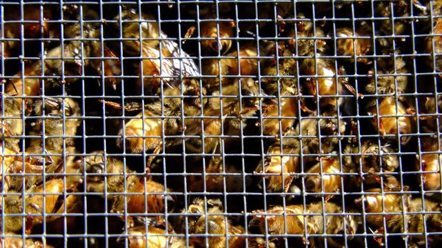 Extreme close up and slow motion of lot of bees enclosed in meshed box to cage before being released into the new hive