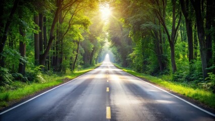 Obraz premium Sunlit Asphalted Road Through Lush Green Forest Canopy