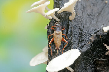 A field cricket is eating white fungus that grows wild on rotting wood. This insect has the scientific name Gryllus campestris.