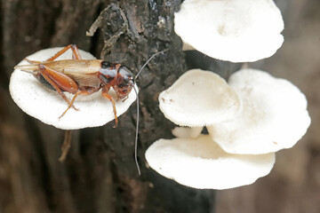 A field cricket is eating white fungus that grows wild on rotting wood. This insect has the scientific name Gryllus campestris.