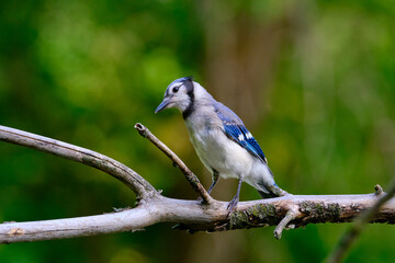 Blue Jay Perched on a Tree Branch in a Vibrant Natural Setting 4