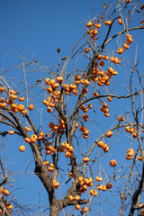 Ripe orange Persimmons on the tree