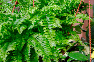 Nephrolepis exaltata, aka the sword fern Boston sword fern, wild Boston fern, Boston blue bell fern, tuber ladder fern, or fishbone fern