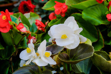 Begonia Flowers (Begonia tuberhybrida) grown at greenhouse