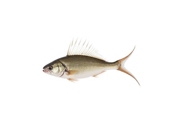 fish on white background