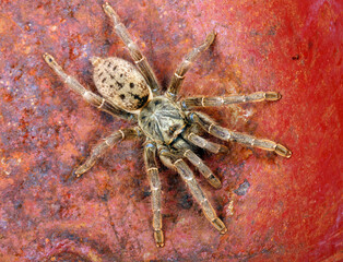 Brown Baboon Tarantula on a rusty background.