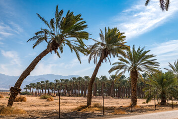 Curved old palm trees and plantation of date palm plantations at the distance, above cumulus clouds, concept sustainable agriculture industry in desert and arid areas of the Middle East