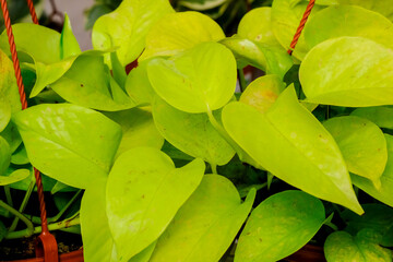 Golden pothos, Ceylon creeper, hunter's robe, ivy arum, silver vine, Solomon Islands ivy, and taro...