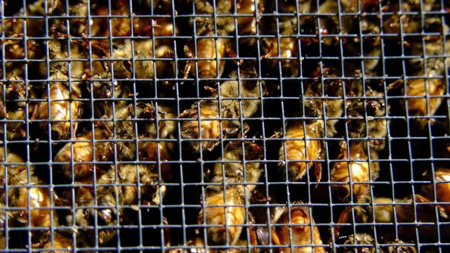 Slow motion and extreme close up of bees swarming inside meshed box or cage ready to be released into new beehive alongside queen