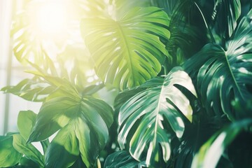 Lush tropical leaves forming a natural canopy, with sunlight filtering through 