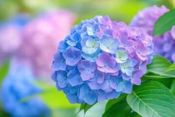 Vibrant Hydrangea Pathway with Blue and Purple Blooms
