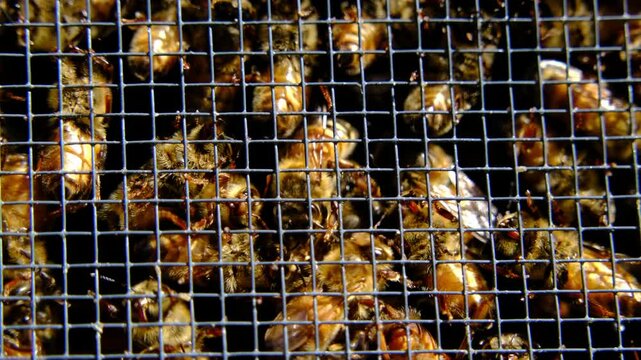 Extreme close up and slow motion of bees swarming inside meshed box or cage ready to be released into new beehive alongside queen