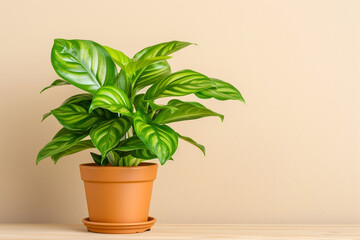 Obraz premium Stunning Syngonium Plant with Compact Arrow-shaped Leaves