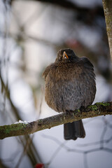 Vogel aufgeplustert im WInter