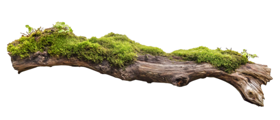green mossy tree branch log isolated in transparent background. cut out