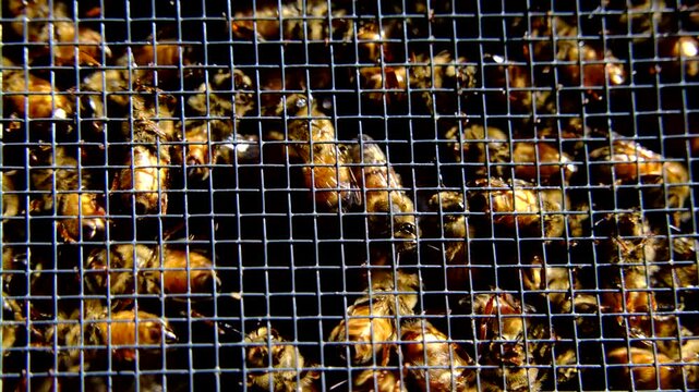 Extreme close up of honey bees swarming inside meshed box or cage ready to be released into new beehive alongside queen