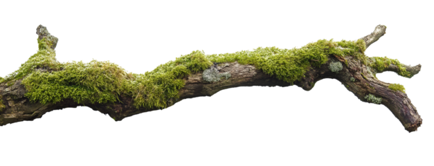 green mossy tree branch log isolated in transparent background. cut out