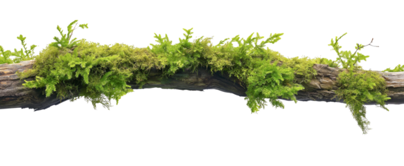 green mossy tree branch log isolated in transparent background. cut out