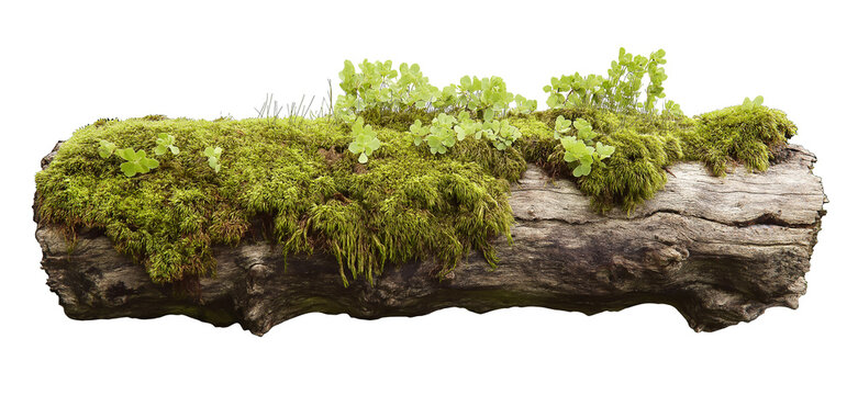 tree trunk log with green moss isolated in transparent background. cut out