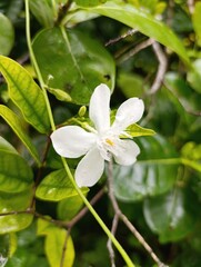 white flowers of a tree