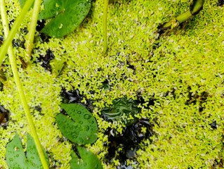 green floating plant 