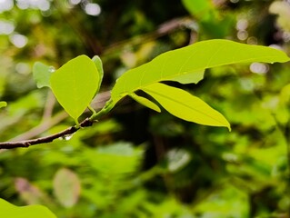 rain drops on a branch