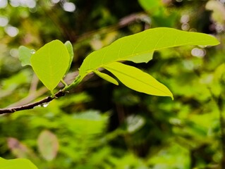 water drop in green leaves on a tree