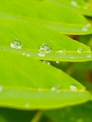 water drops on a leaf