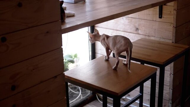 A Sphynx cat explores a cozy cafe, perched on a bar stool near the window. The warm wooden decor adds a welcoming touch, ideal for pet-friendly environments.