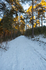 The beauty of the winter Forest landscape